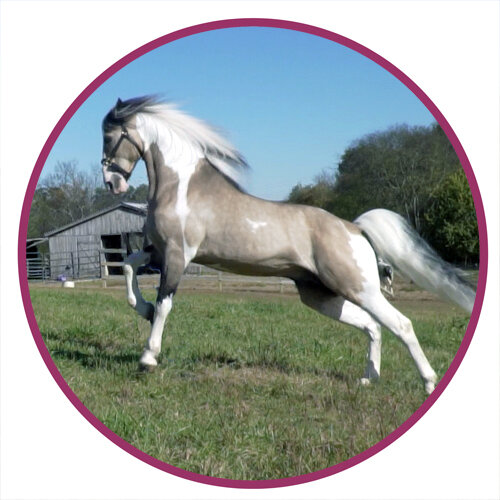 Spotted Saddle Horse Breed Picture.jpg