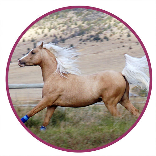 Welara Pony Breed Picture.jpg