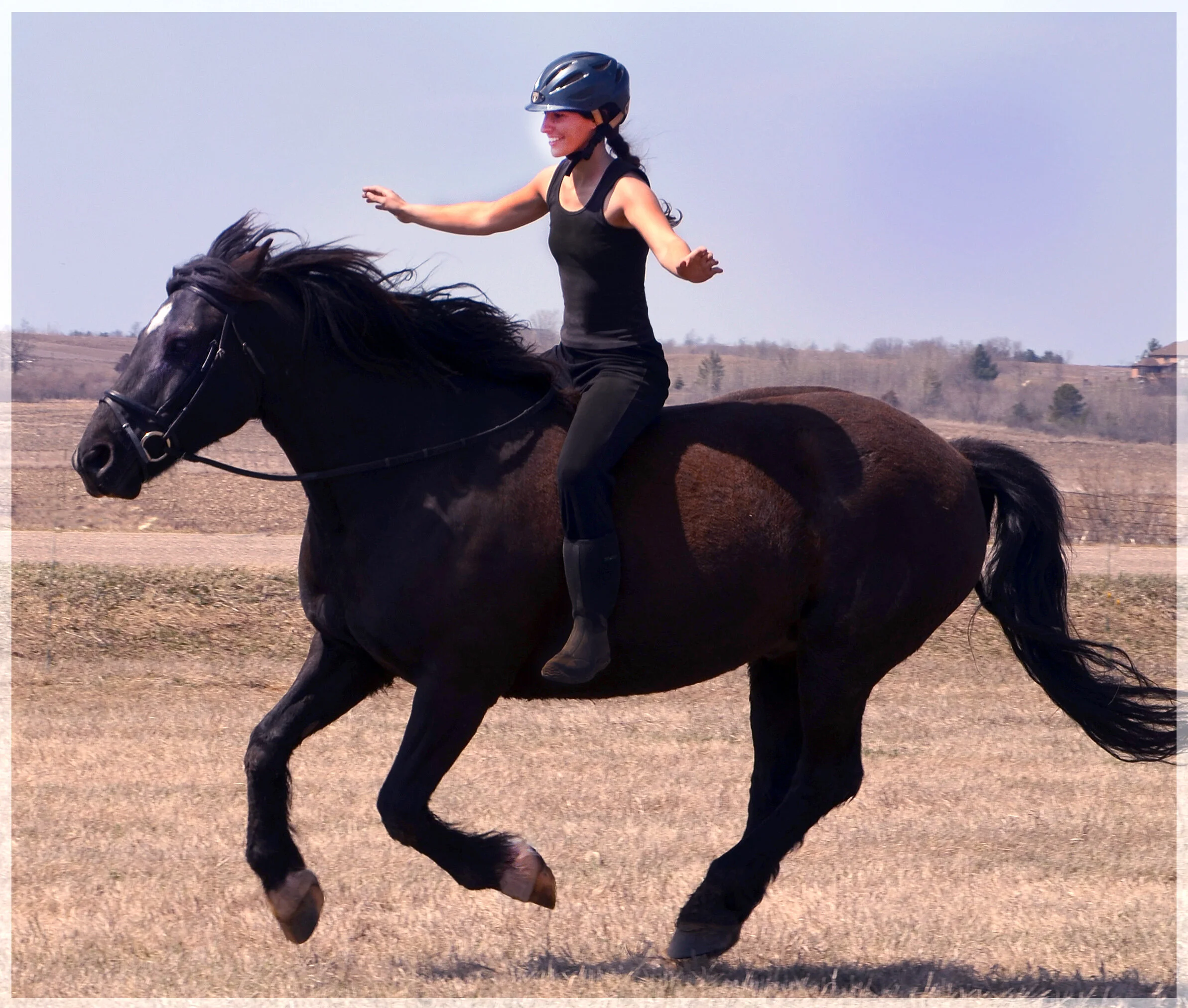 Cheval Canadien — DiscoverTheHorse