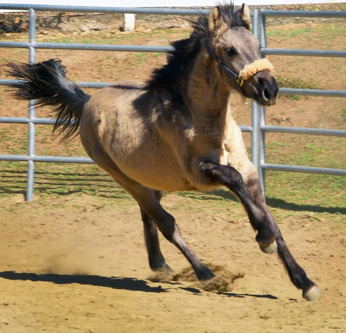 Sulphur Horse — DiscoverTheHorse