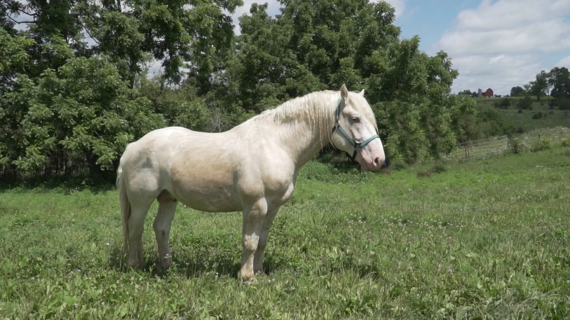 10 Fascinating Facts About the American Cream Draft Horse