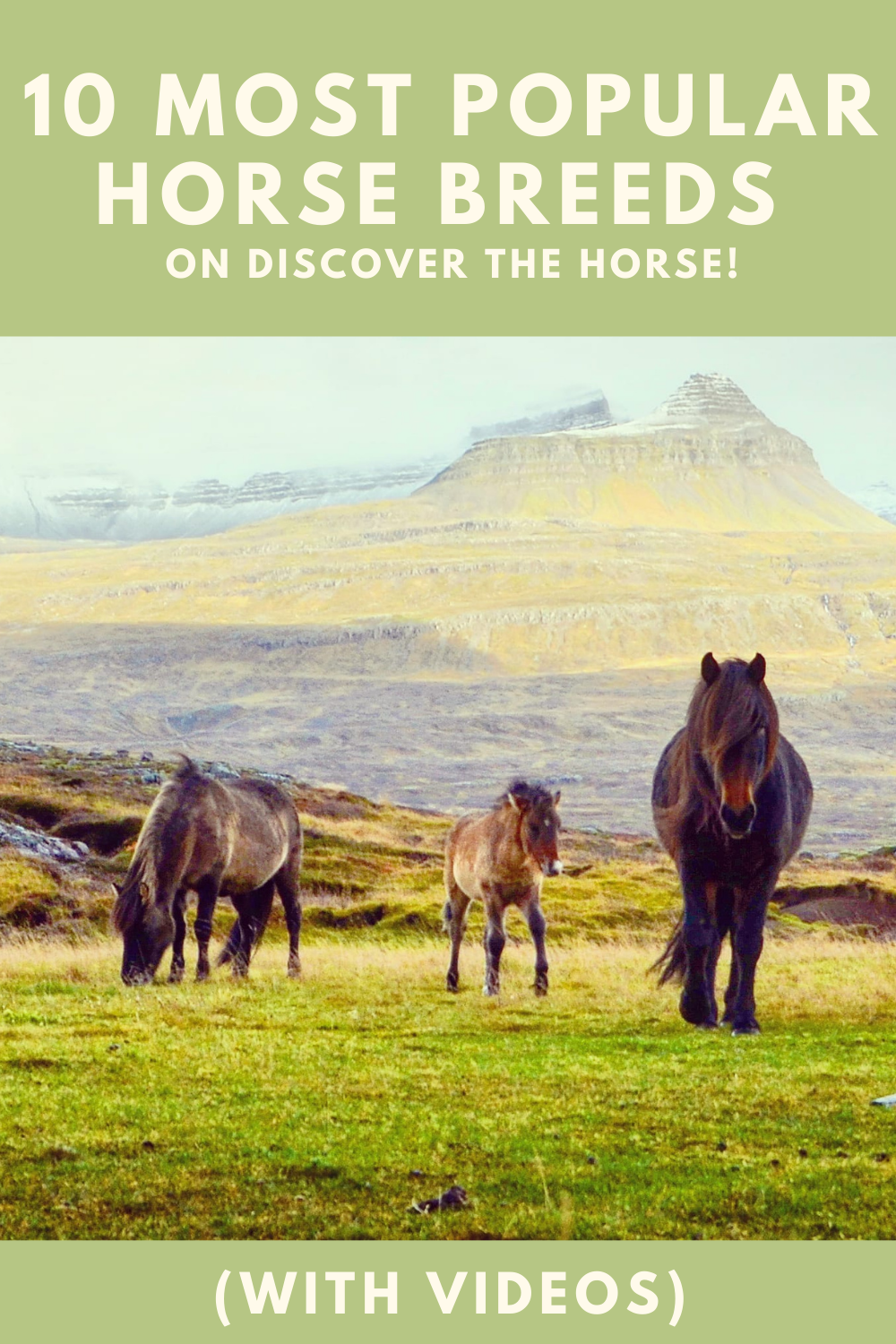 10 Most Popular Horse Breeds | Horse Breeds: 10 Most Popular In The ...