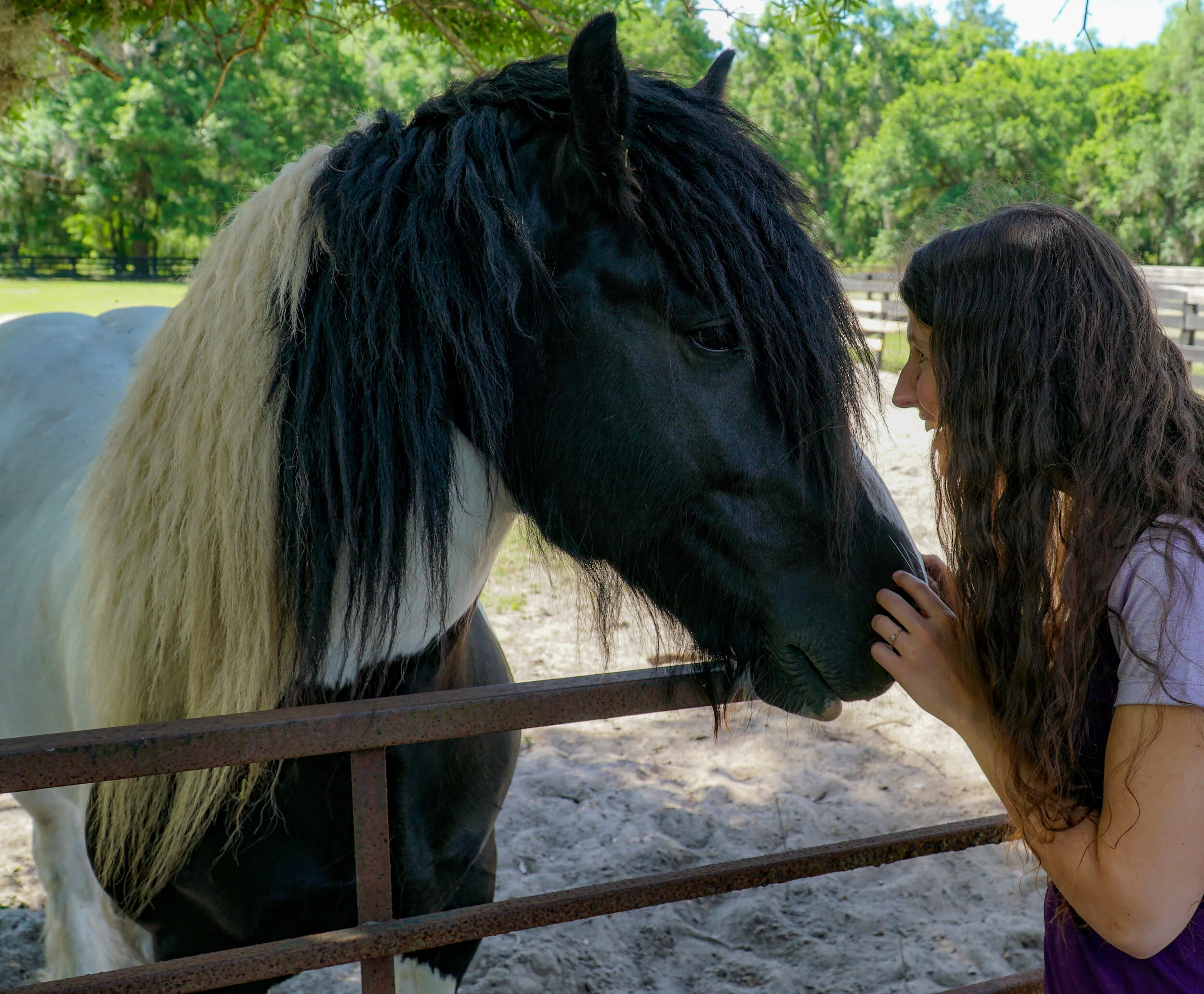 10 Fascinating Facts About the Gypsy Vanner ??? DiscoverTheHorse