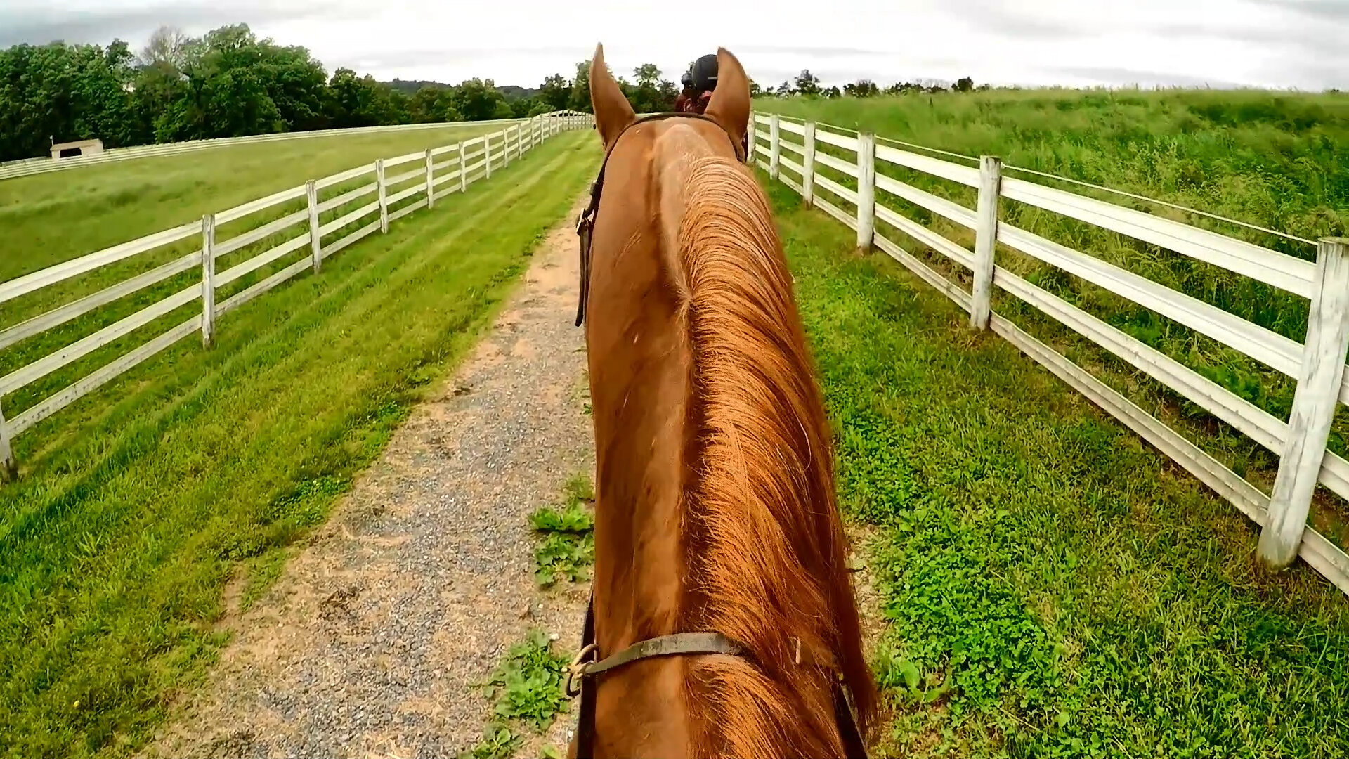 Best Horse Breeds For Trail Riding — DiscoverTheHorse