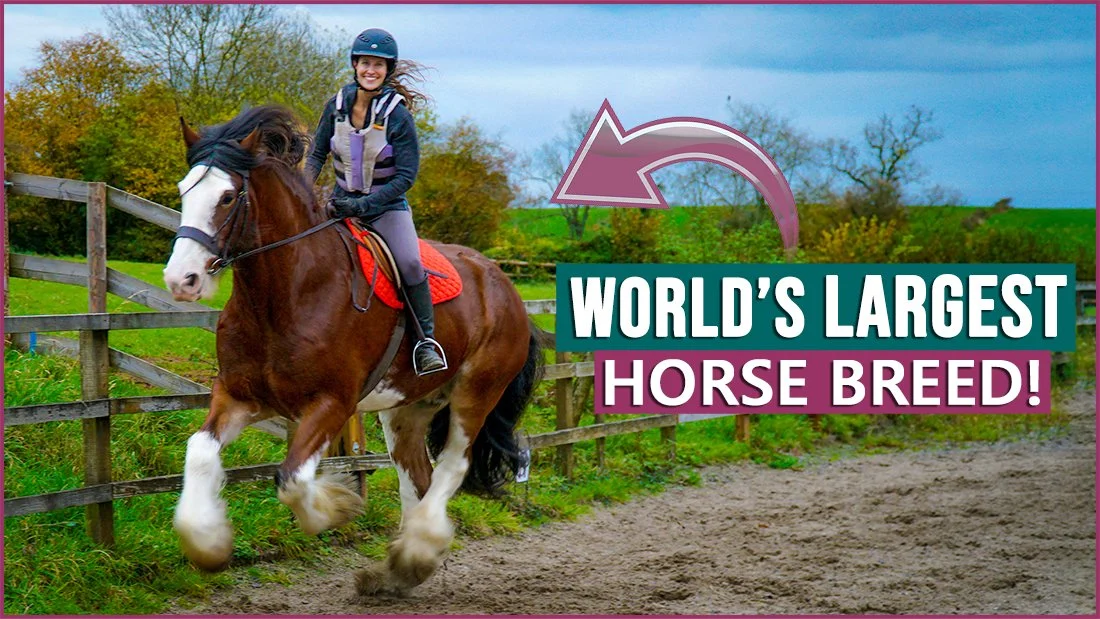 Riding the World's Largest Horse Breed! — DiscoverTheHorse