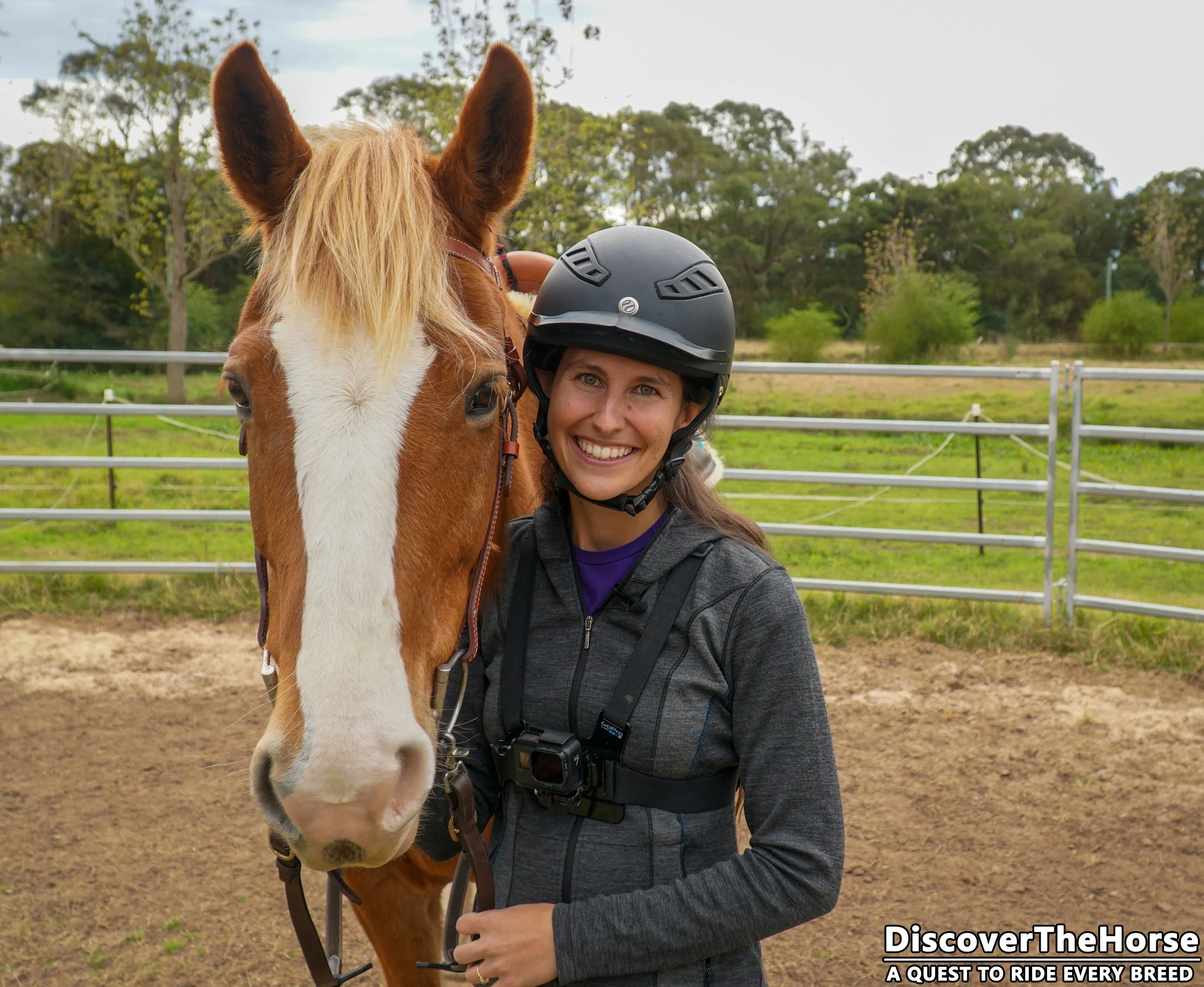 Riding the Australian Draught Horse in Australia — DiscoverTheHorse