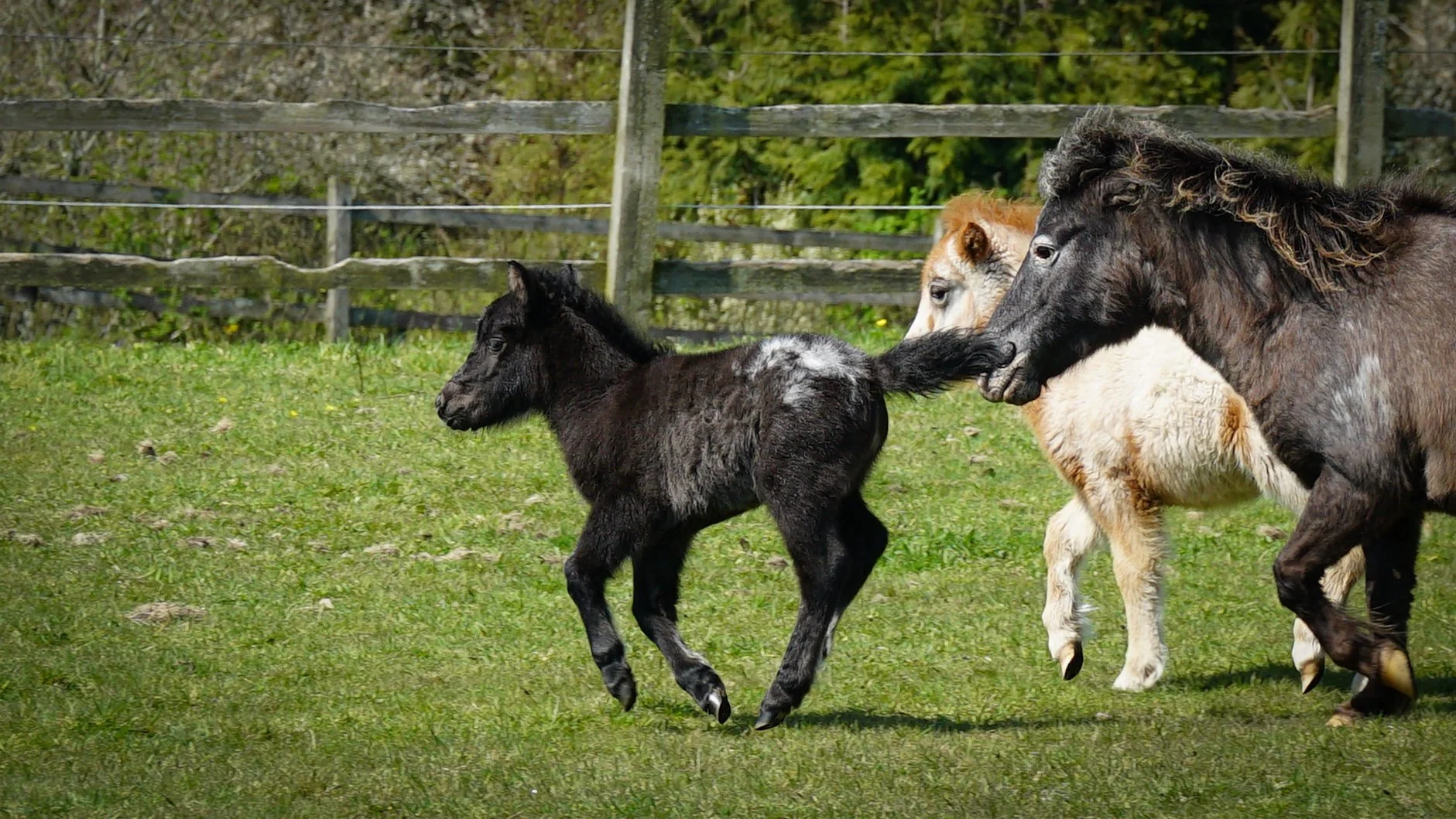 British Spotted Pony — DiscoverTheHorse