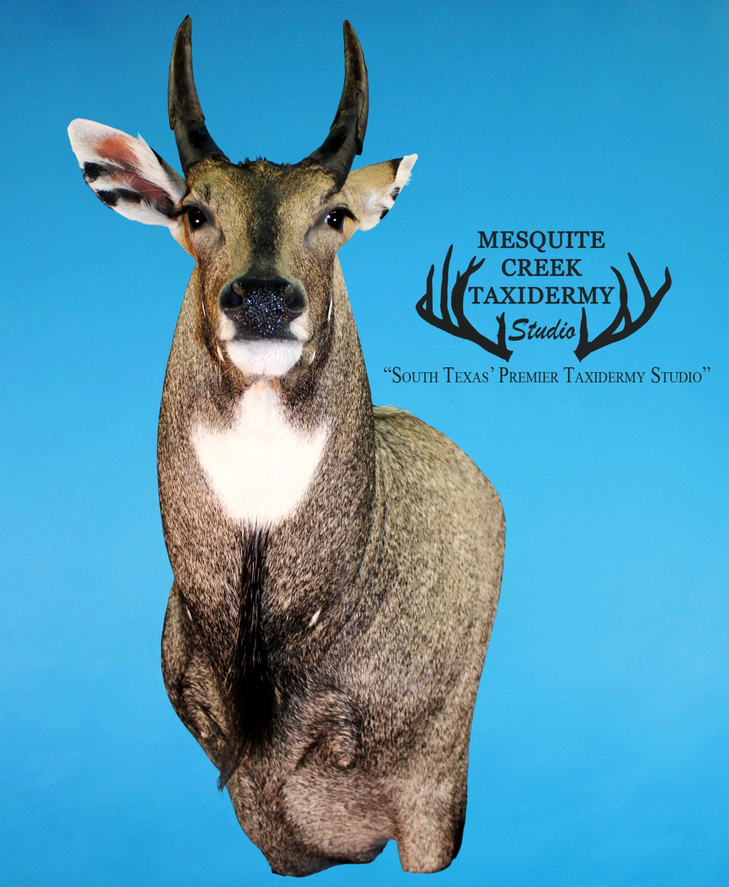 Bashan’s Ranch Trophy