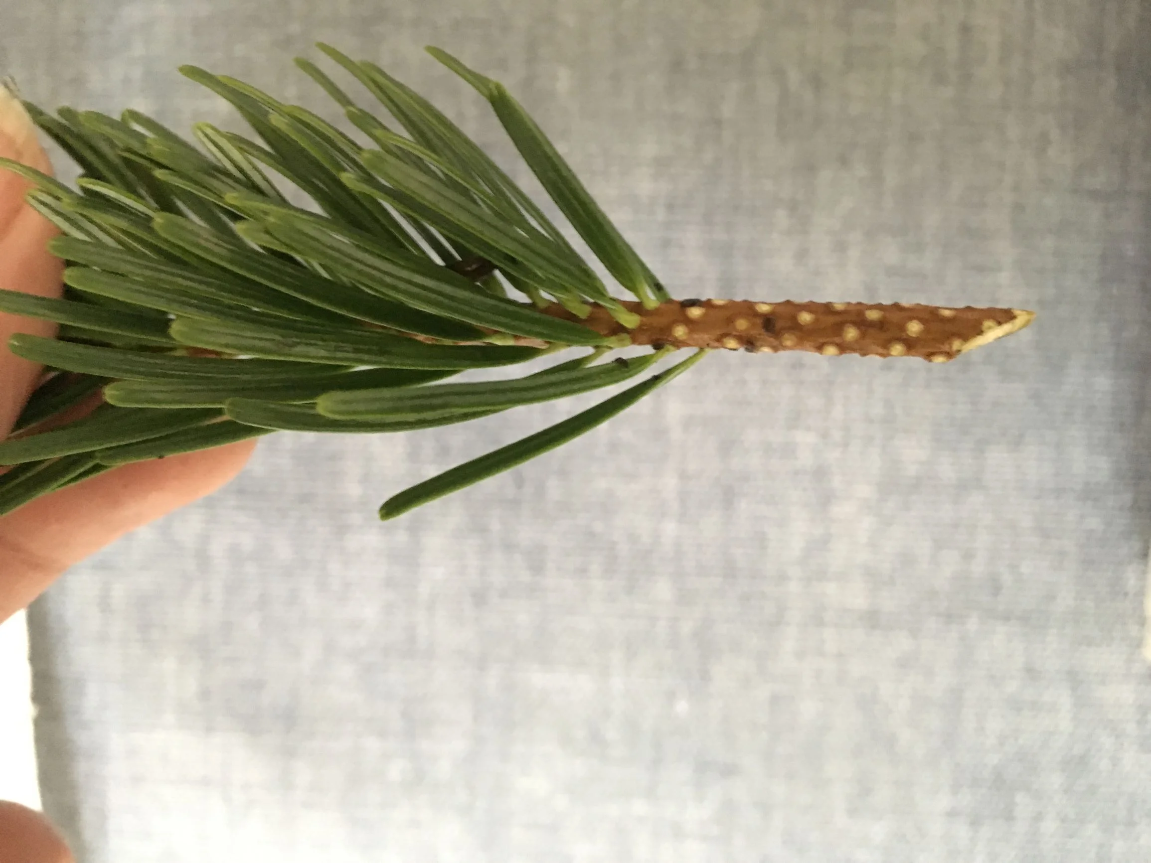 sharp spruce - Copy.JPG