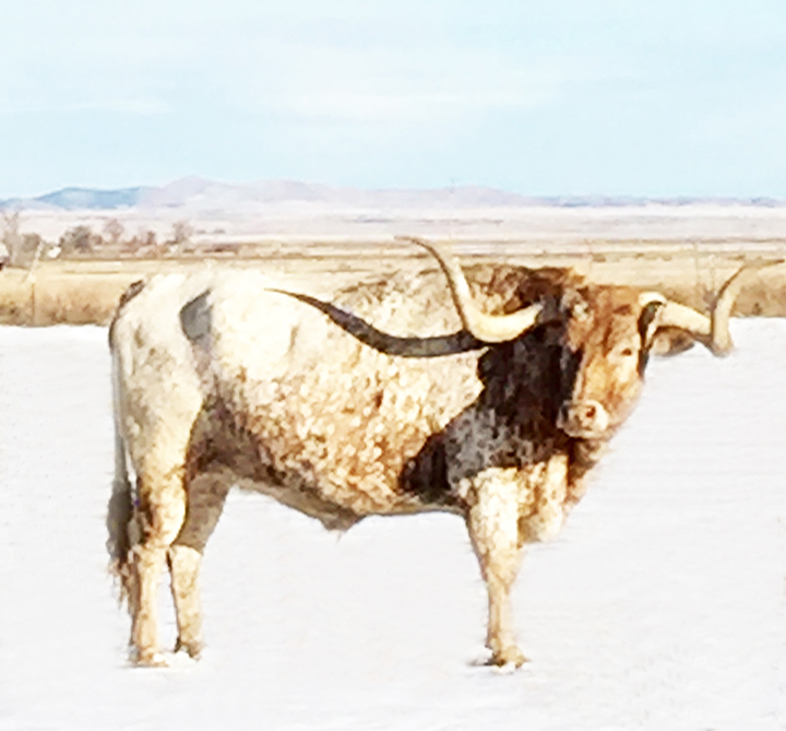 lucky bull emali.jpg