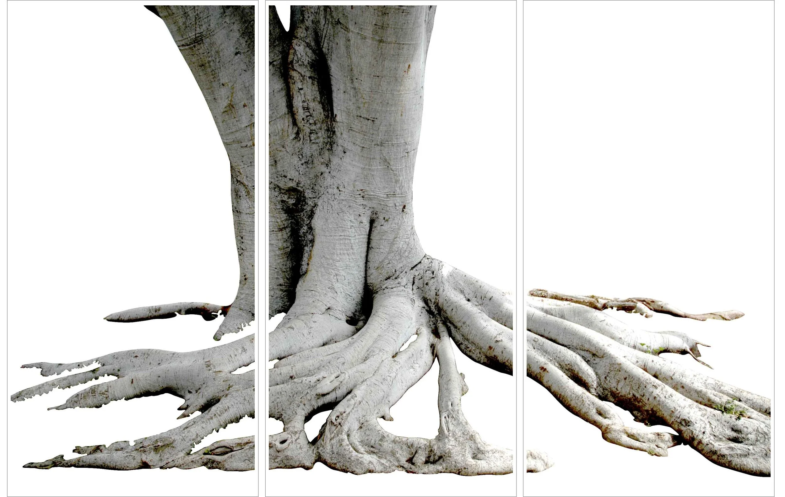 sycamore root.jpg