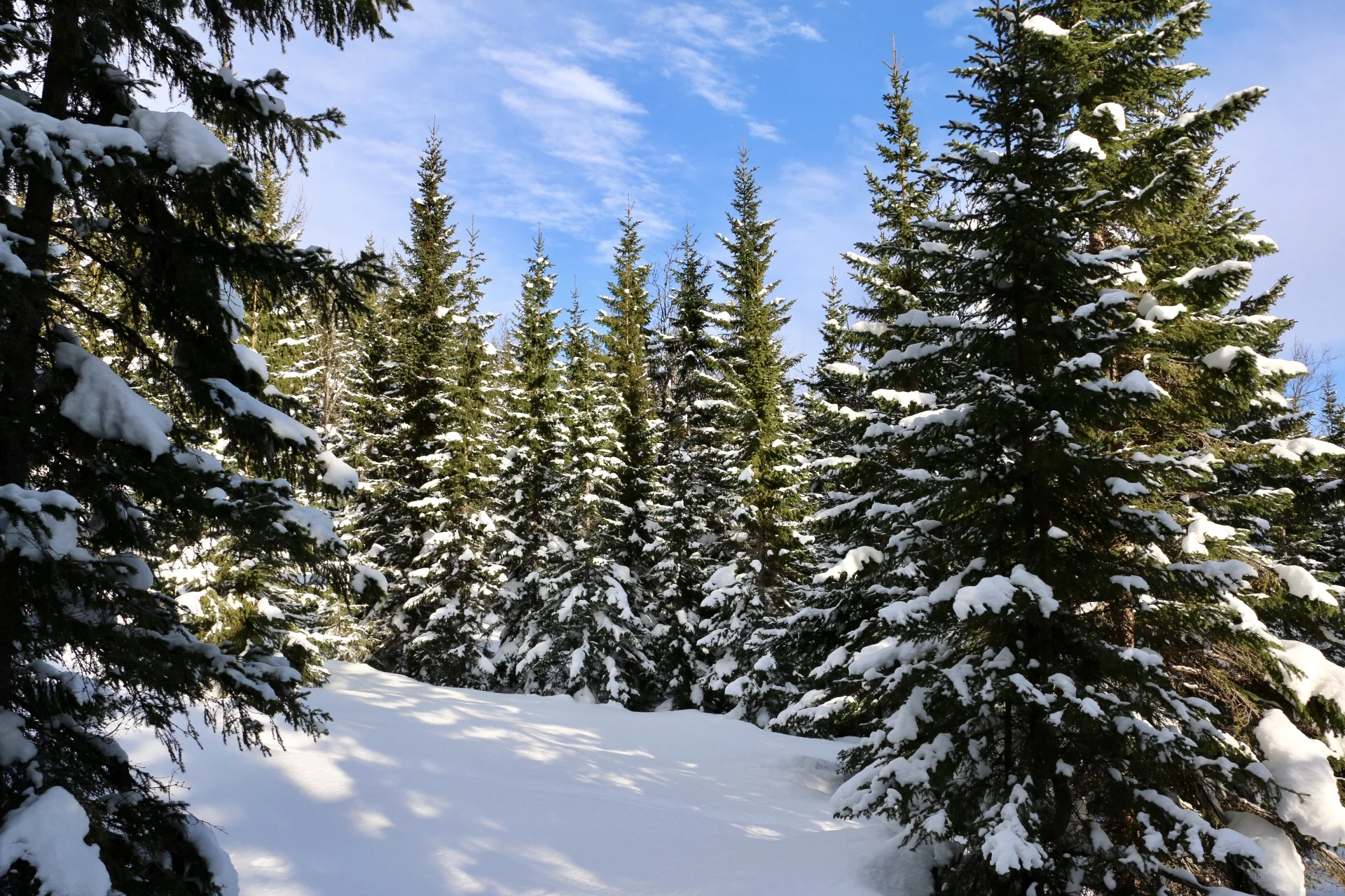 Flott tett skog med magisk stemning