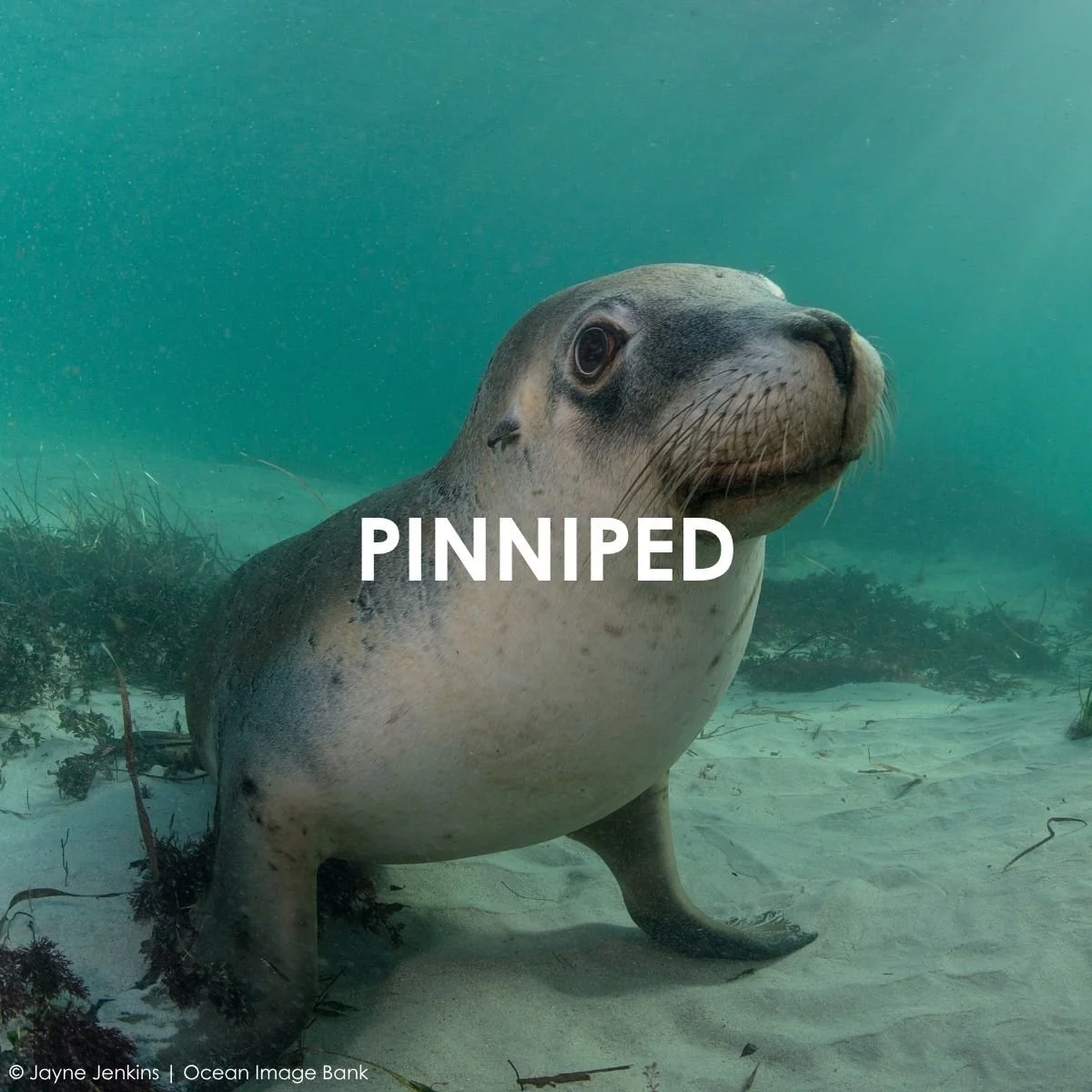 Pinniped.jpg