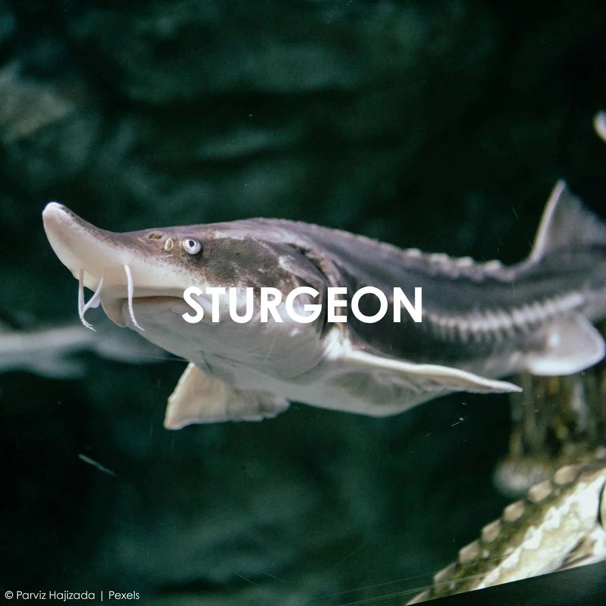 Sturgeon.jpg