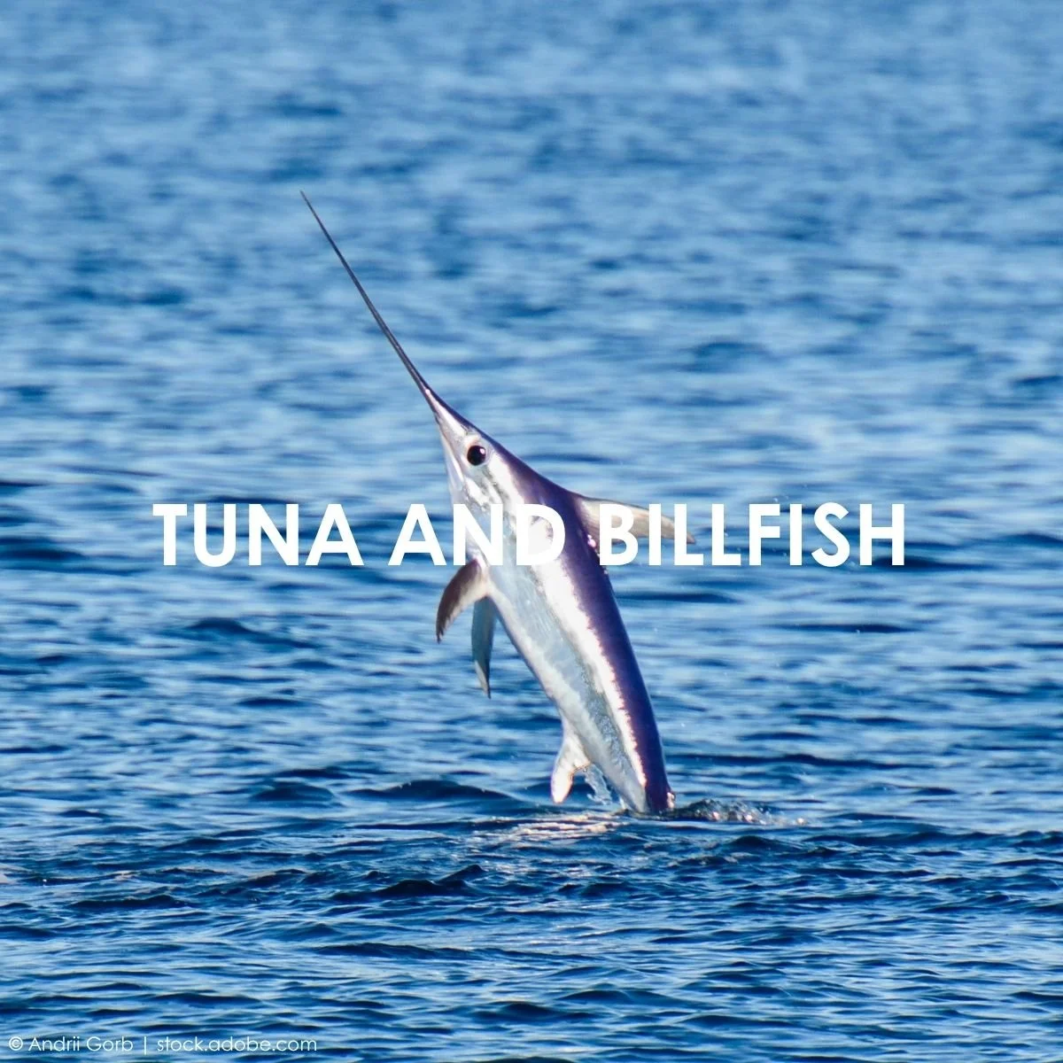 Tuna and Billfish.jpg