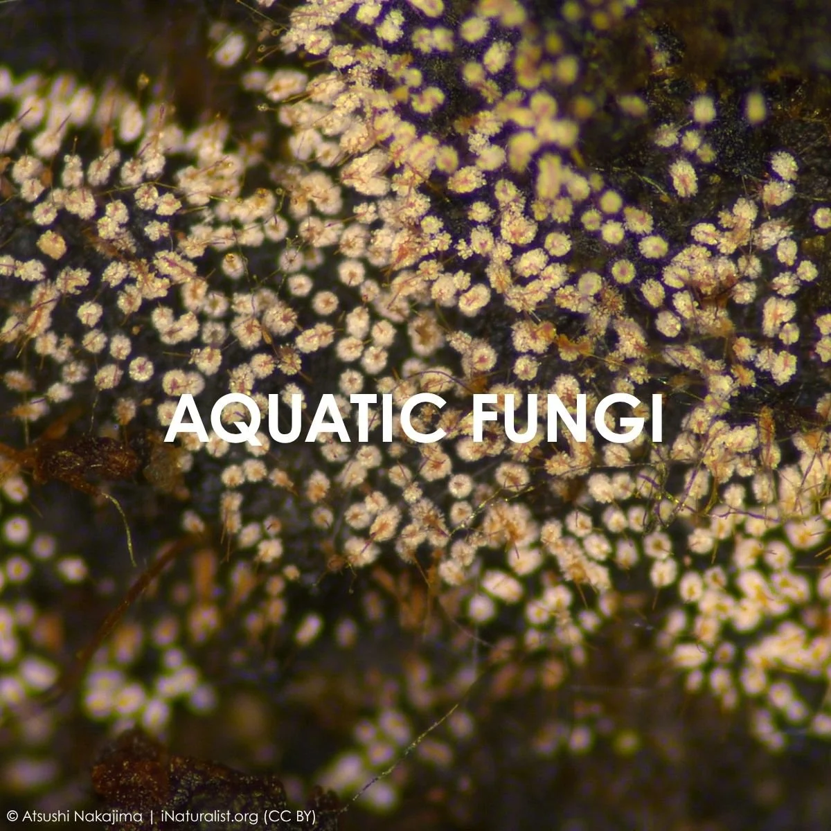 Aquatic Fungi_1.jpg