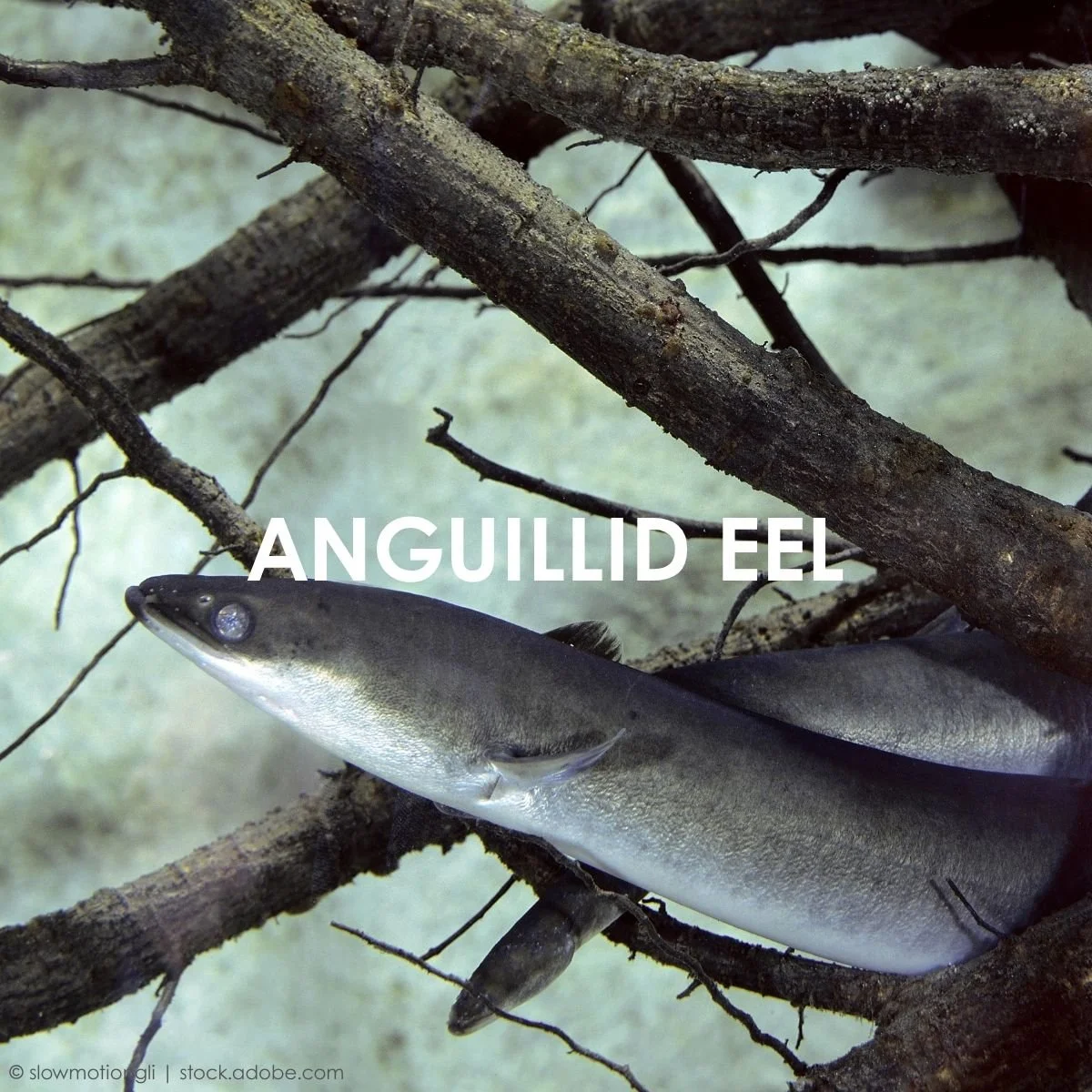 Anguillid Eel.jpg