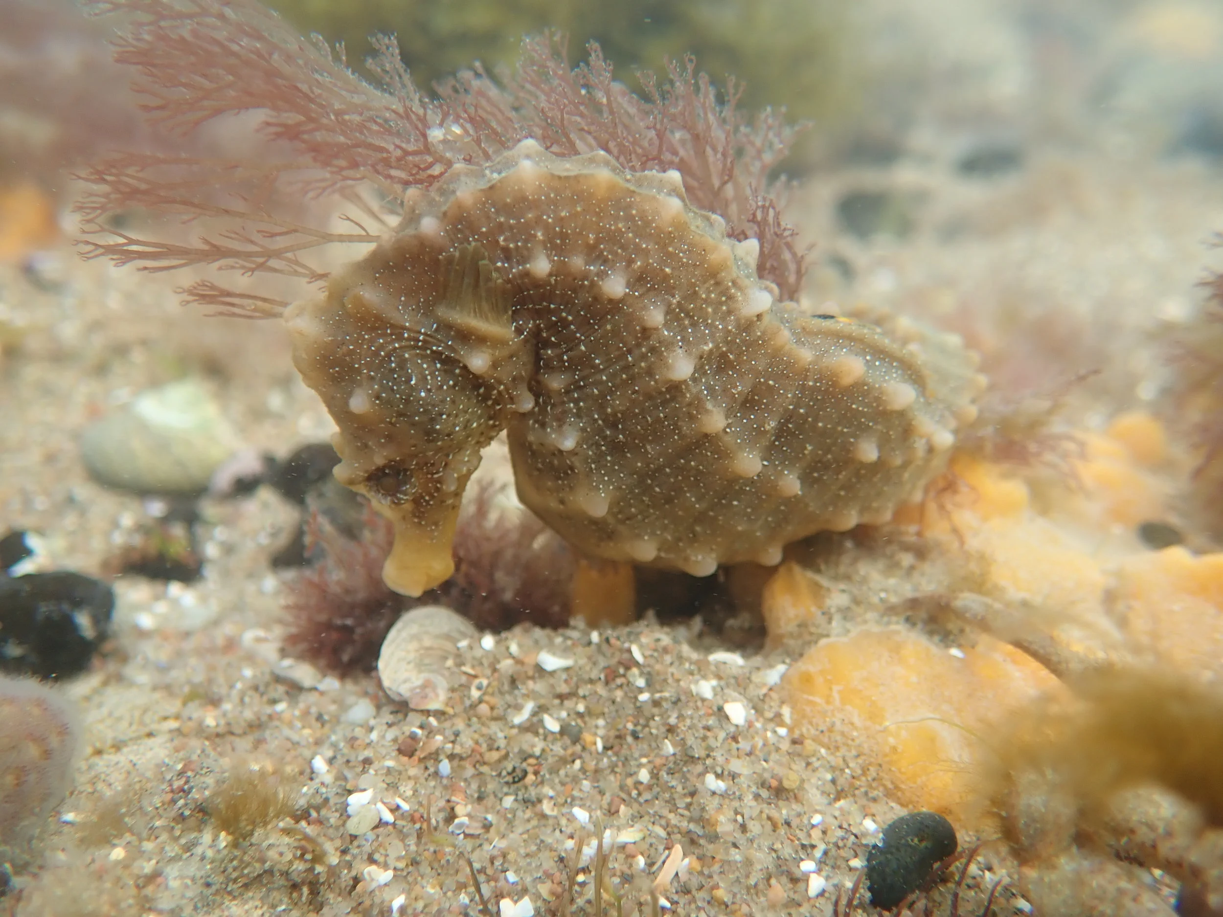 patagonicus-FEMALE-2-2017_AV.JPG