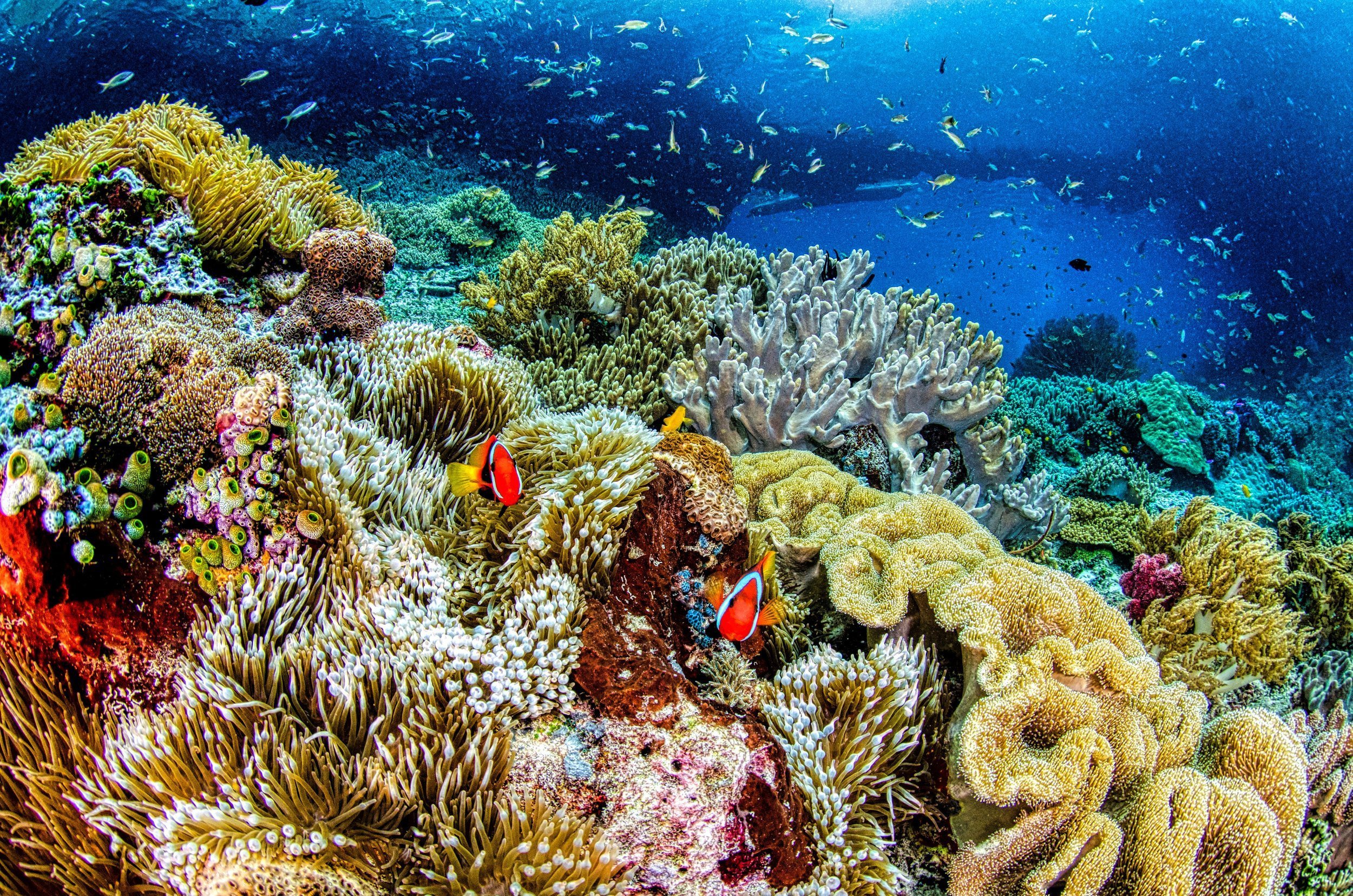 Коралловый риф 4. Коралловые рыбки много. Scubaspa Zen Indonesia.