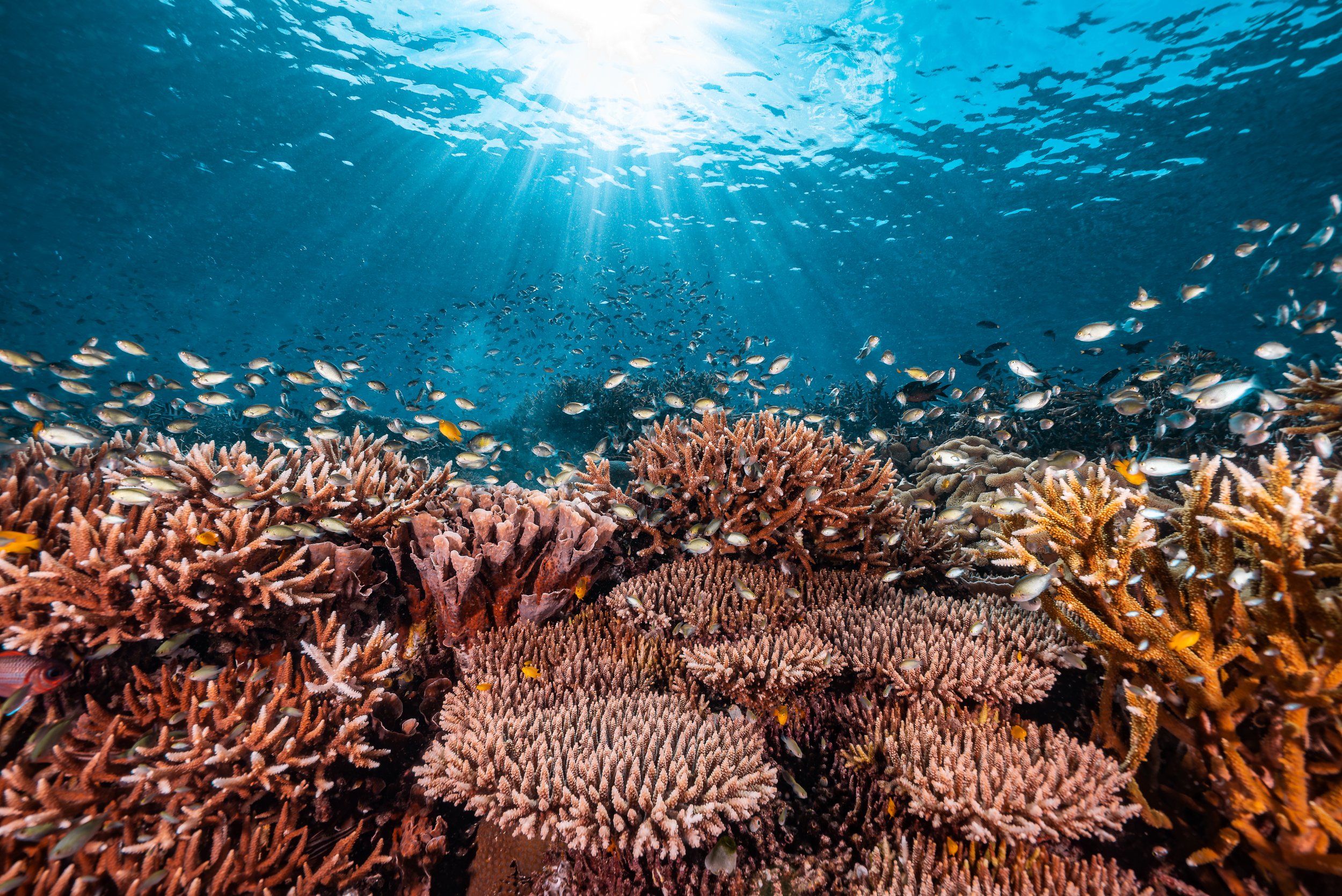 Credit: Noemi Merz / Ocean Image Bank