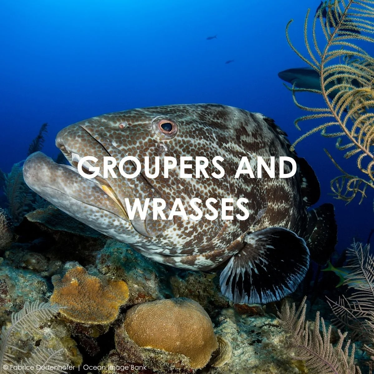 Groupers and Wrasses.jpg