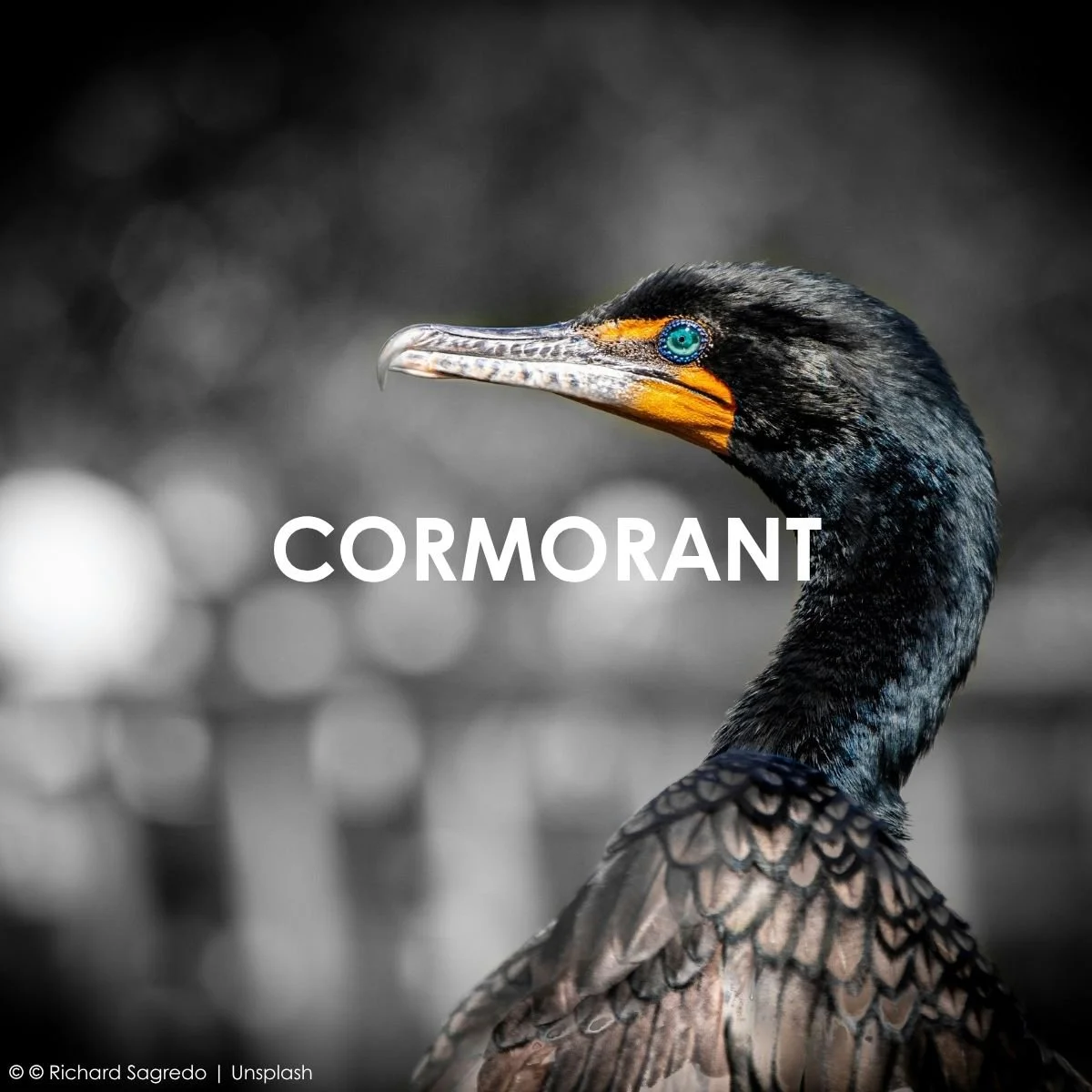 Cormorant.jpg
