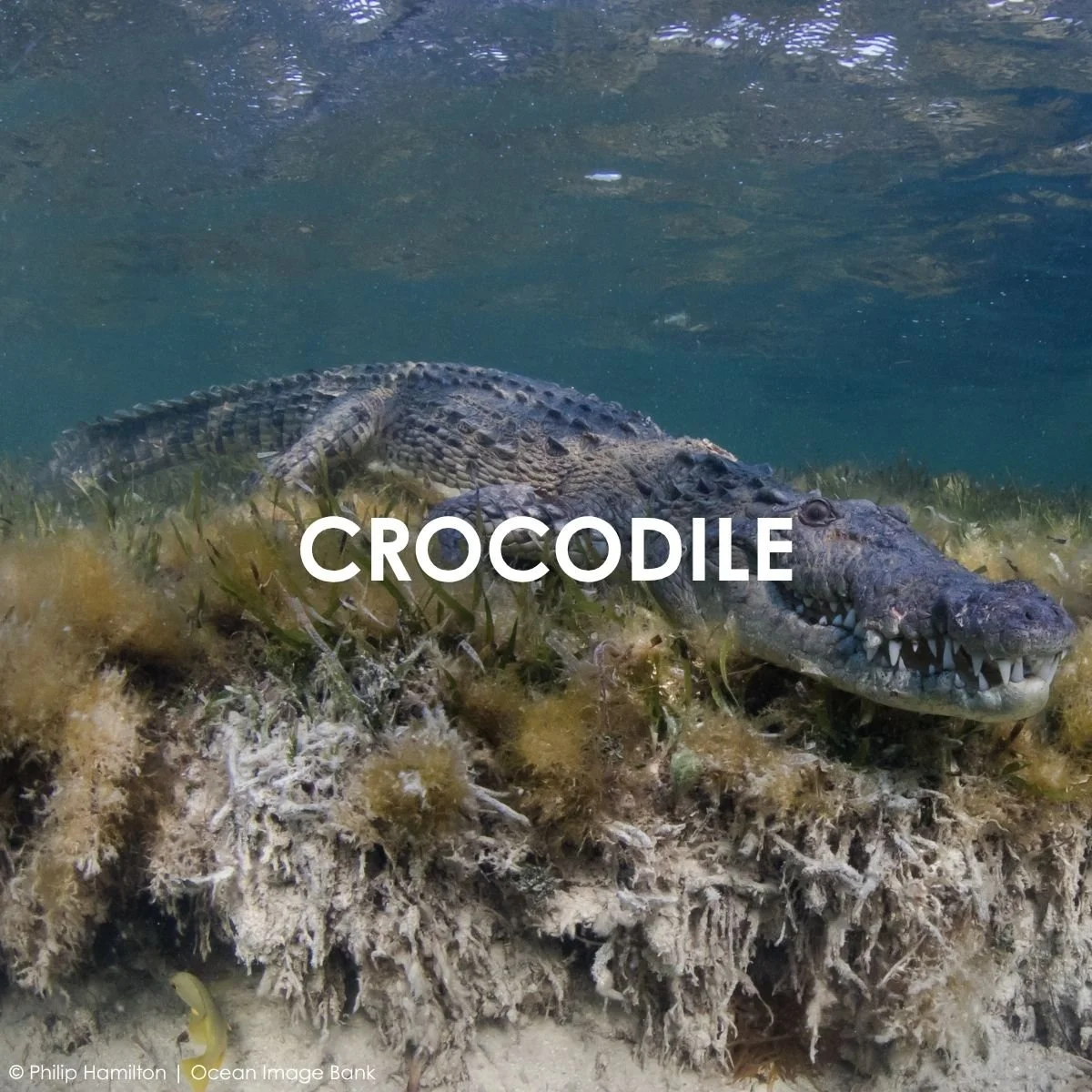 Crocodile.jpg