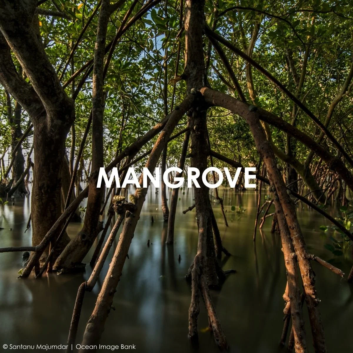 Mangrove_1.jpg