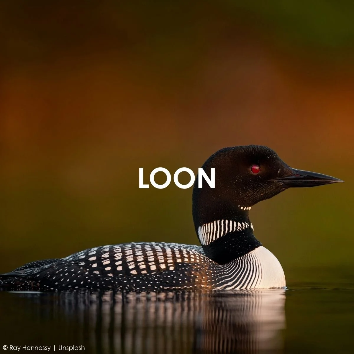 Loon.jpg
