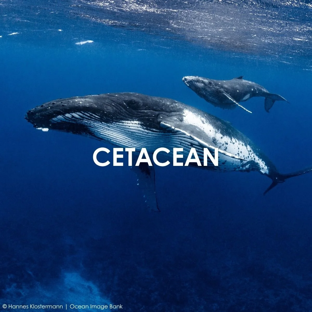Cetacean.jpg