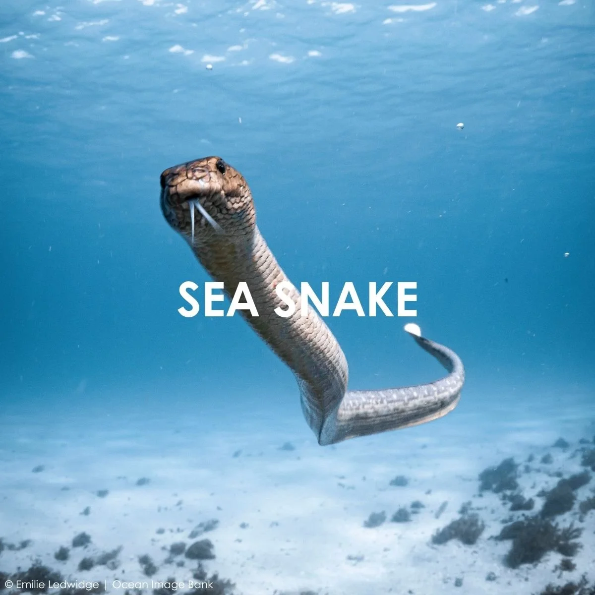 Sea Snake.jpg
