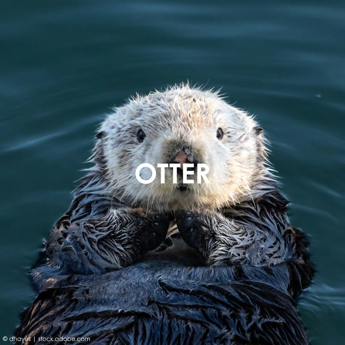 Otter.jpg