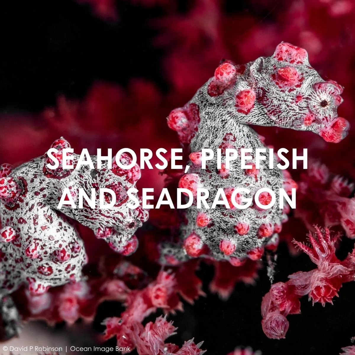 Seahorse, Pipefish and Seadragon.jpg