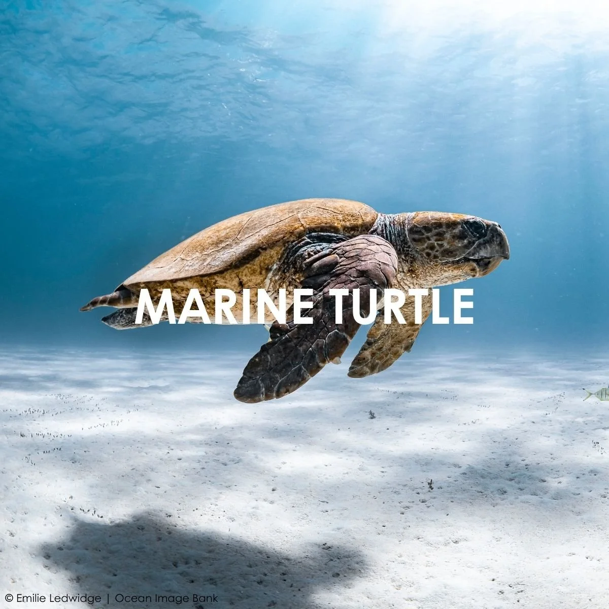 Marine Turtle.jpg