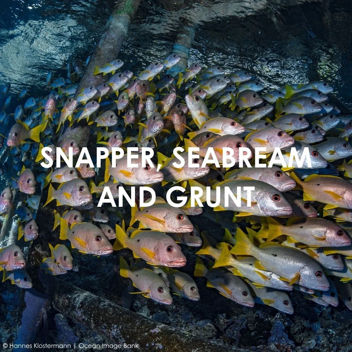 Snapper, Seabream and Grunt.jpg