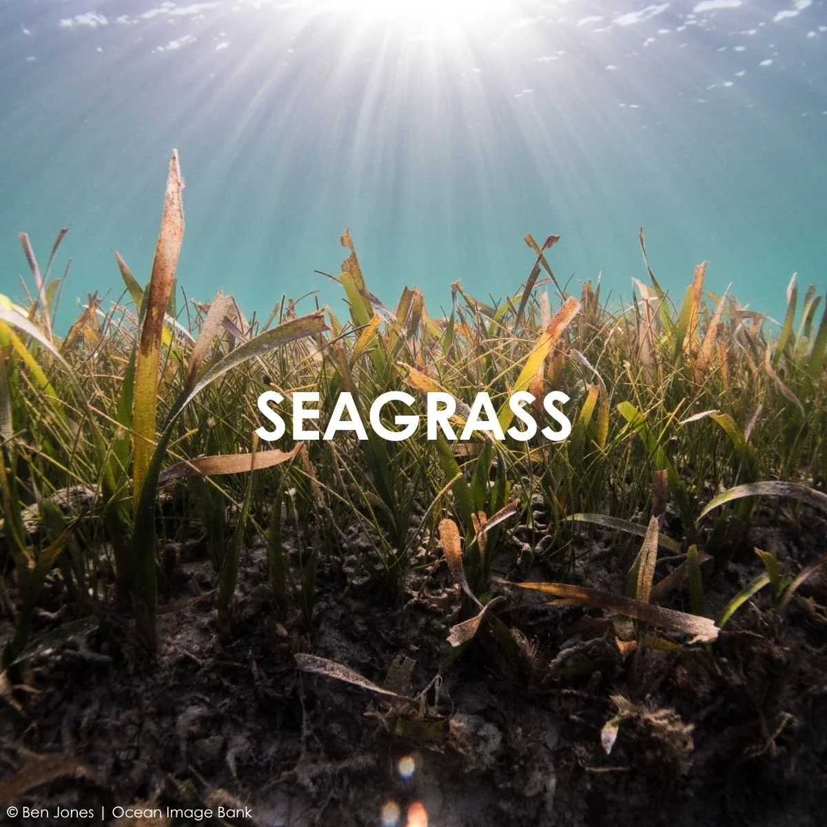 Seagrass_1.jpg