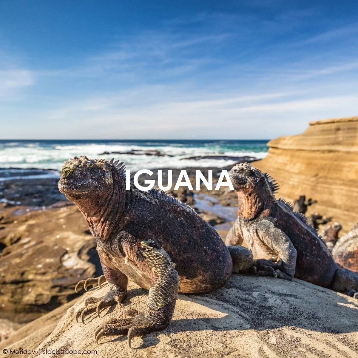 Iguana.jpg