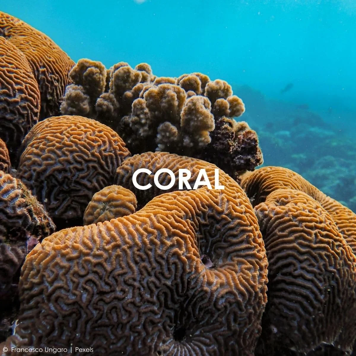 Coral.jpg