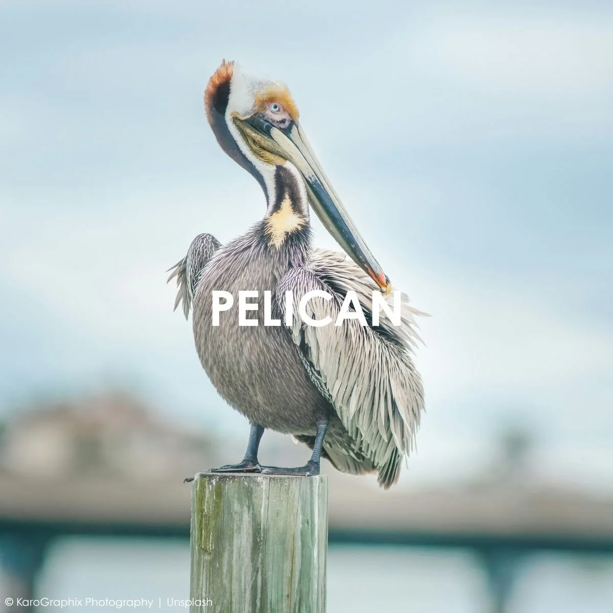 Pelican.jpg