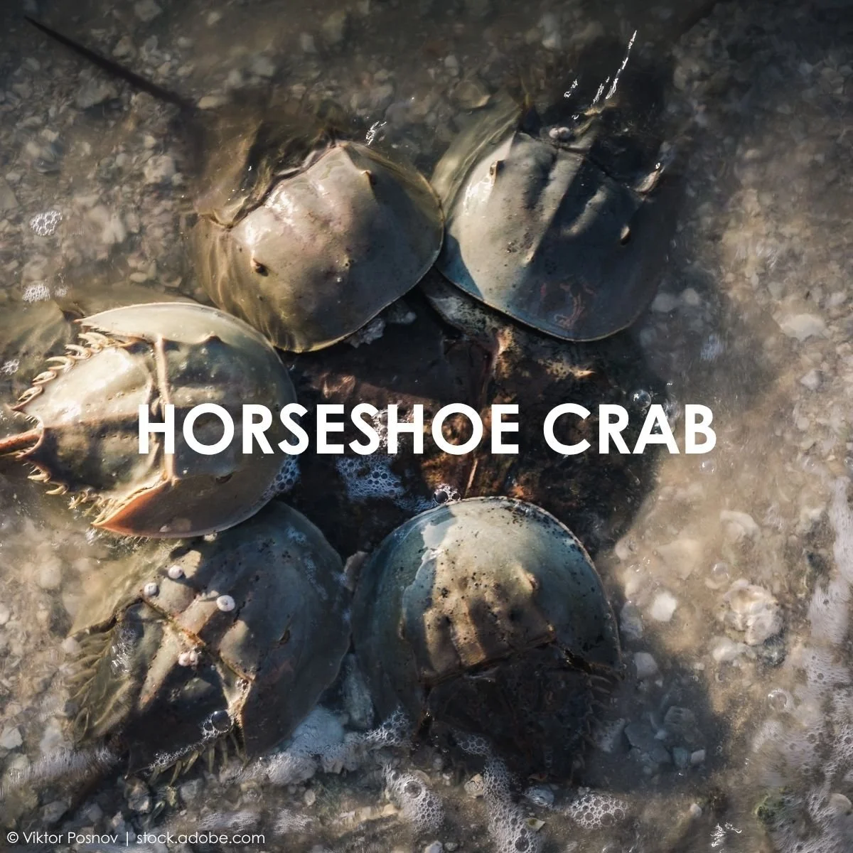 Horseshoe Crab.jpg