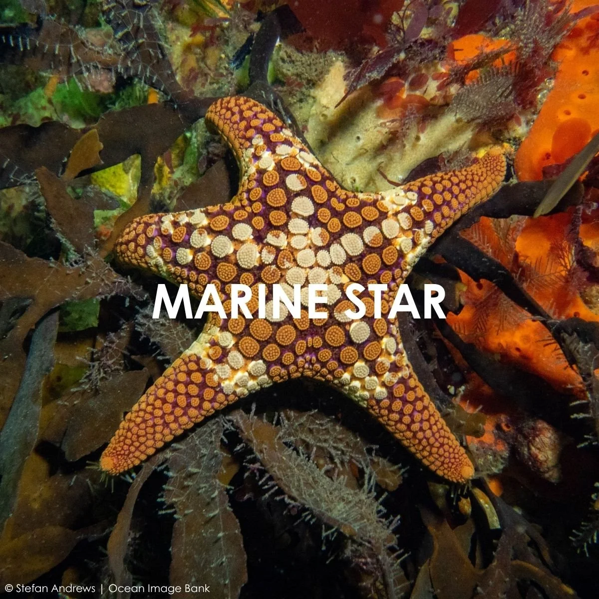 Marine Star (1).jpg