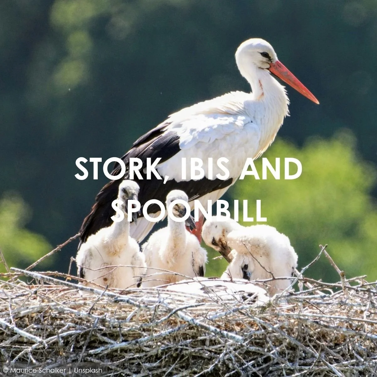 Stork, Ibis and Spoonbill.jpg