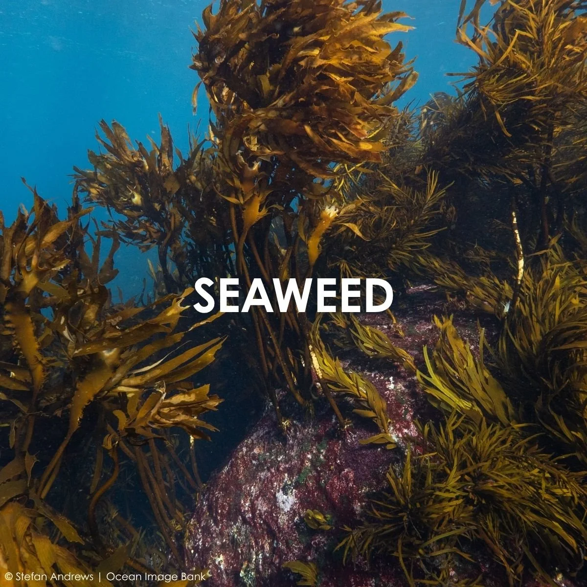 Seaweed_1.jpg