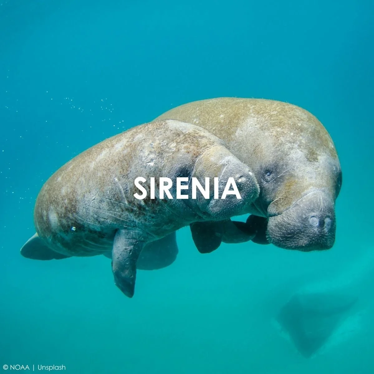 Sirenia.jpg