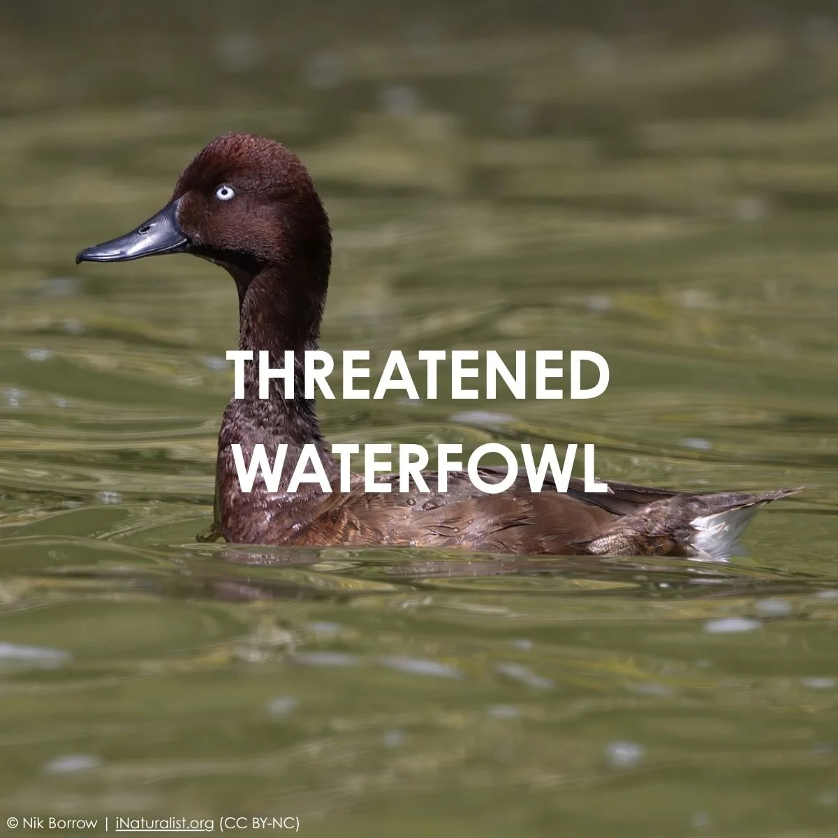 Threatened Waterfowl.jpg