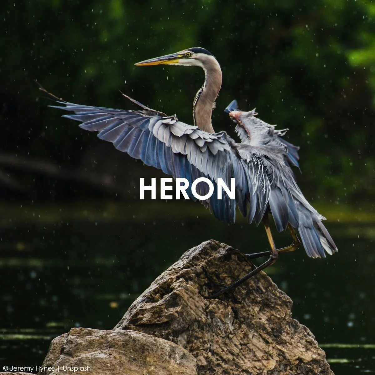 Heron.jpg