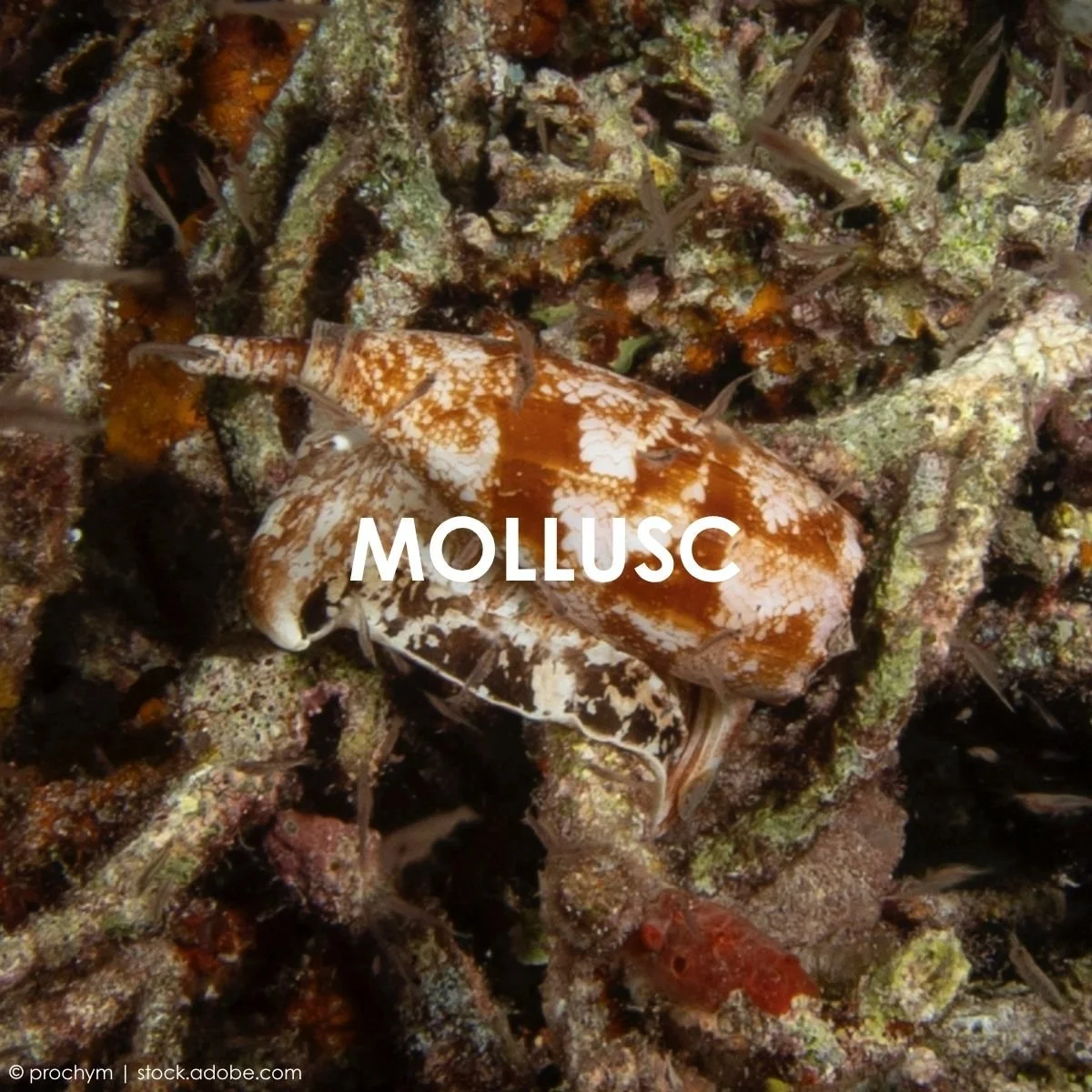 Mollusc.jpg
