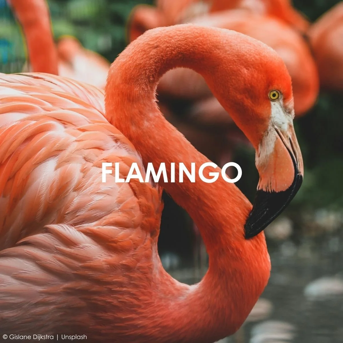 Flamingo.jpg
