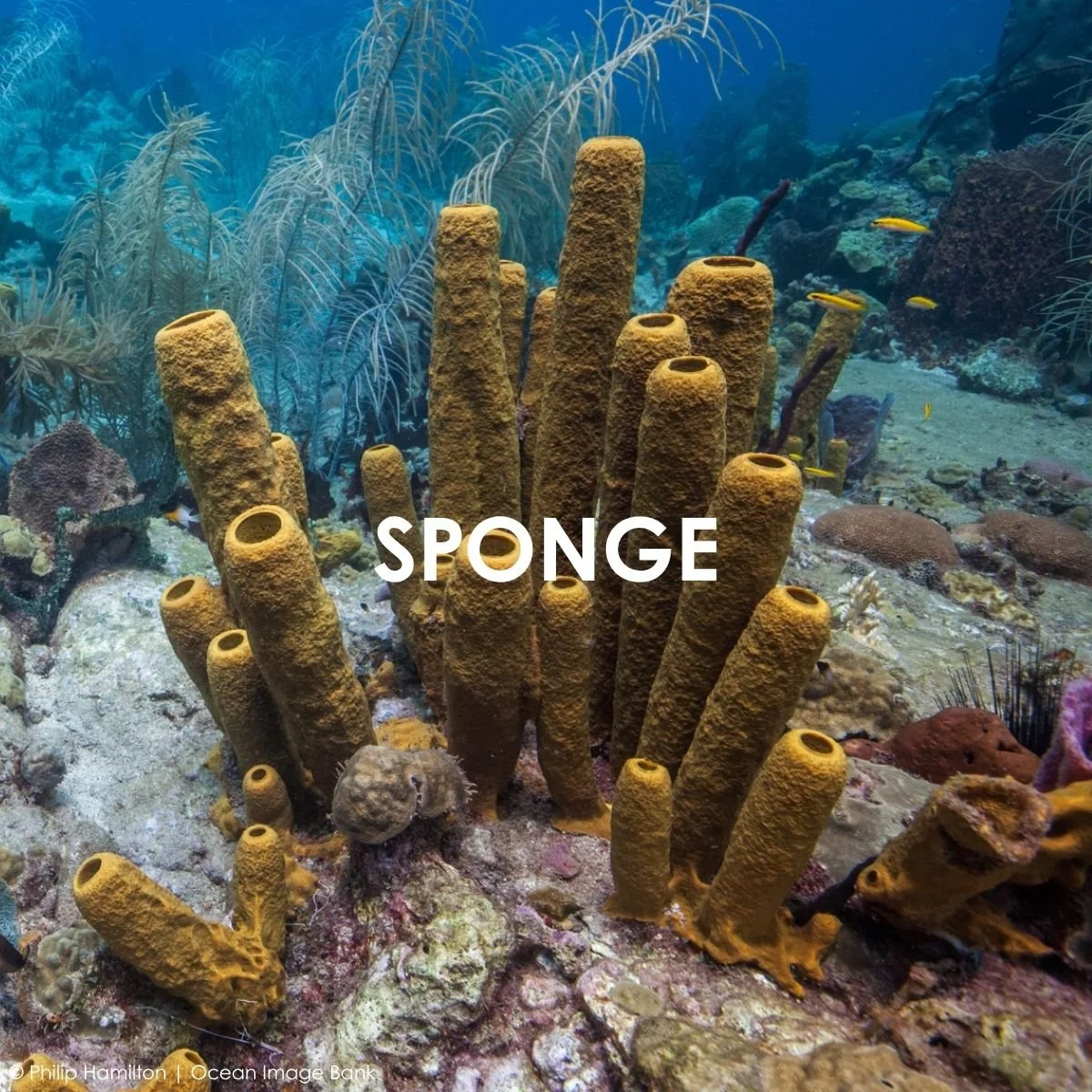 Sponge.jpg