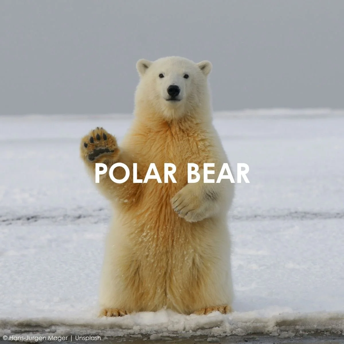 Polar Bear.jpg